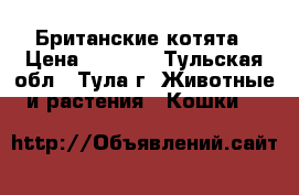 Британские котята › Цена ­ 3 000 - Тульская обл., Тула г. Животные и растения » Кошки   